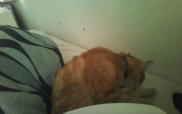 Huskat Spinner † R.I.P † - taget idag d. 21.04.10 billede 11