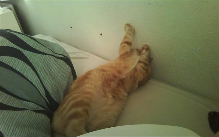 Huskat Spinner † R.I.P † - taget idag d. 21.04.10 billede 12