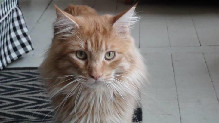 Maine Coon tiger billede 11