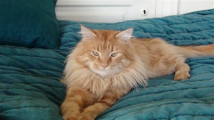 Maine Coon tiger billede 12