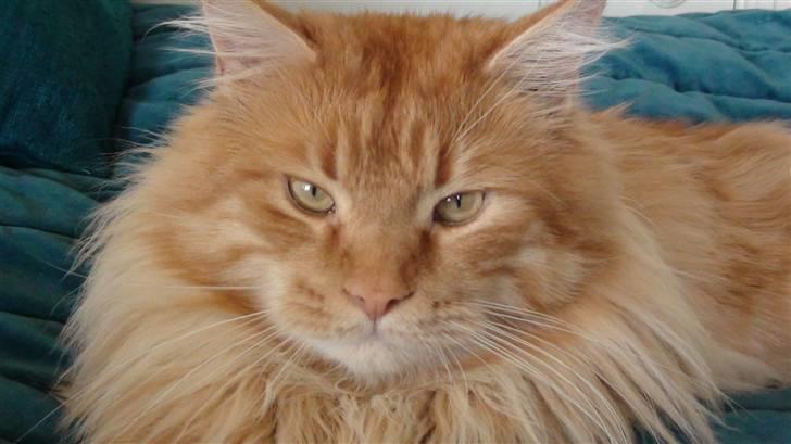 Maine Coon tiger billede 13