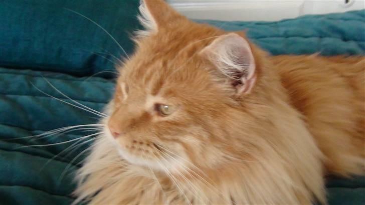 Maine Coon tiger billede 14