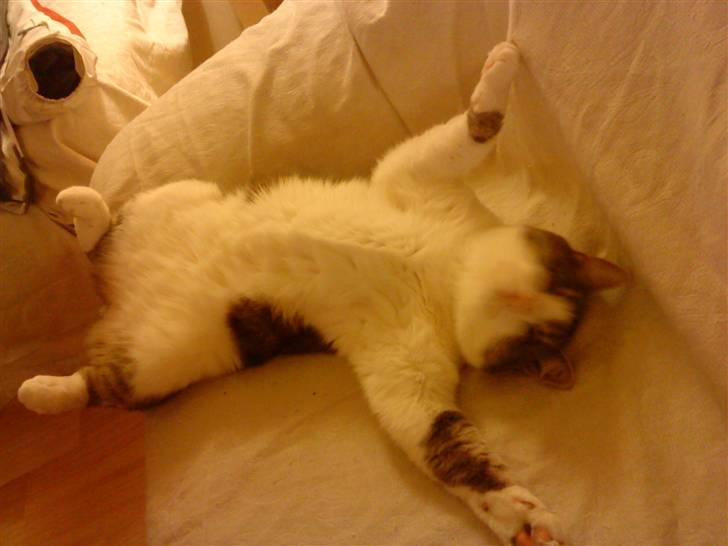 Huskat Miss Cuty Pie - Dette er typisk mig billede 18