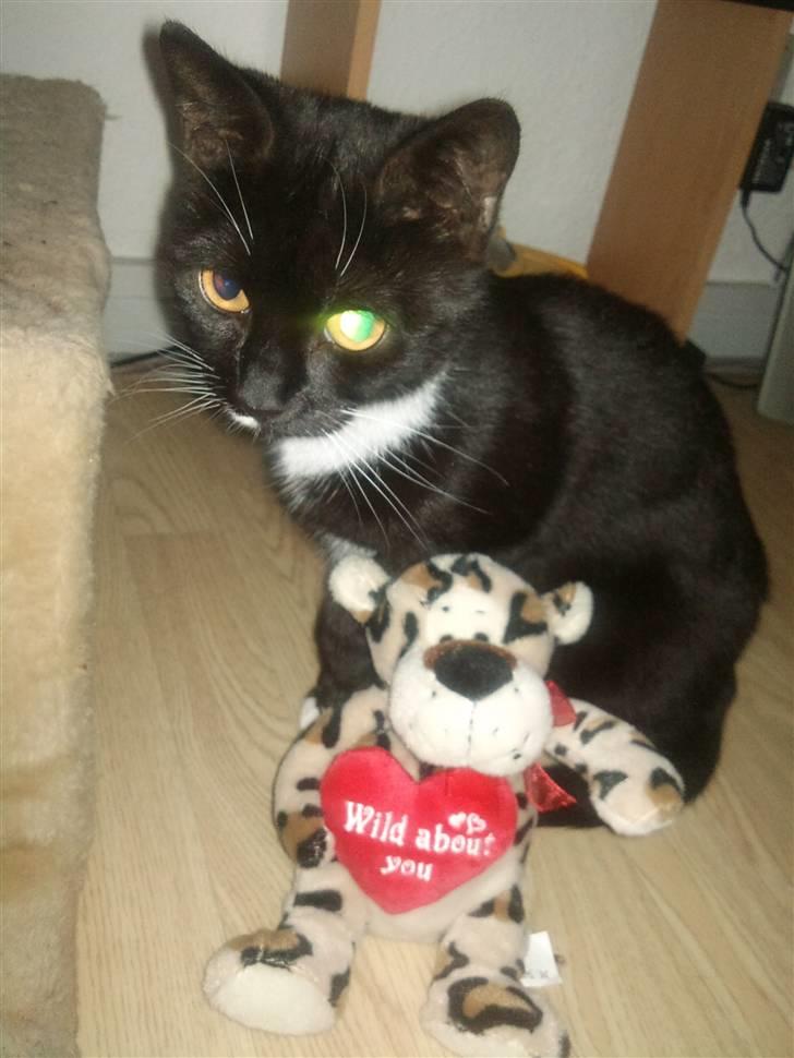 Huskat Lina billede 17