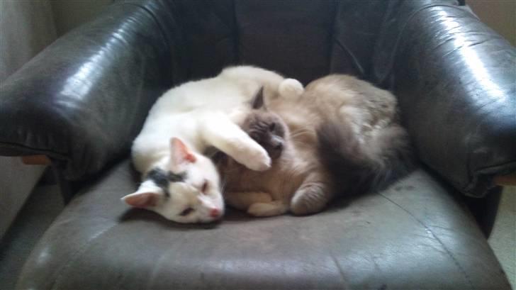 Huskat Miss Tequila billede 16