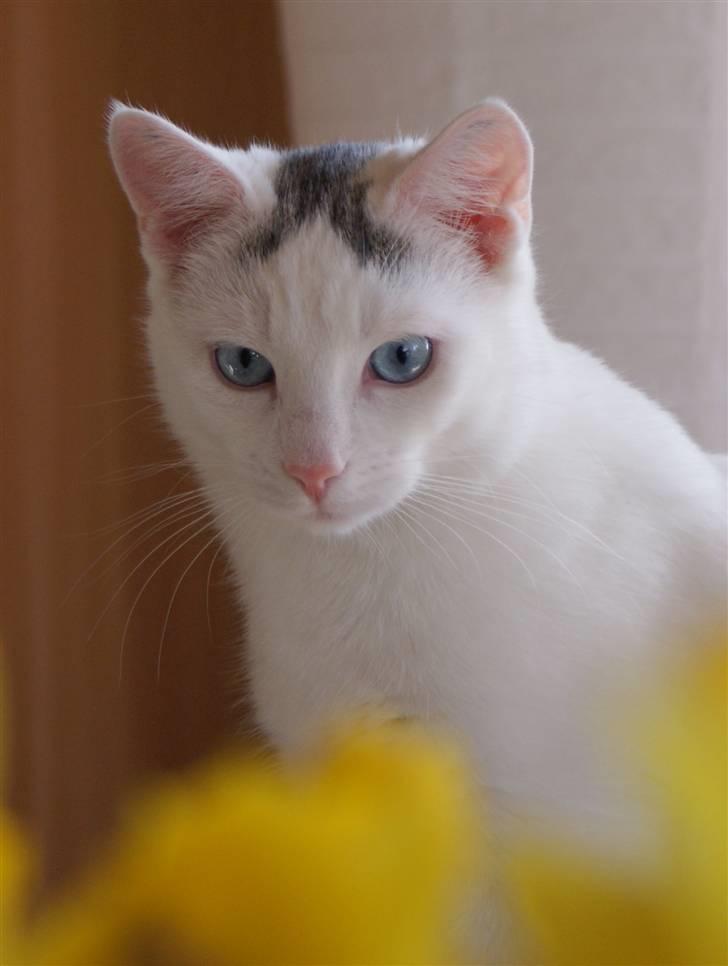 Huskat Miss Tequila billede 17