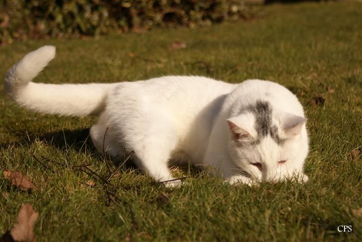 Huskat Miss Tequila billede 18