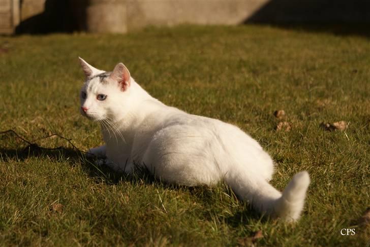 Huskat Miss Tequila billede 19