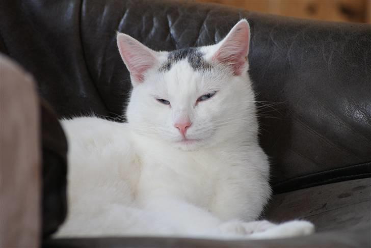 Huskat Miss Tequila billede 20