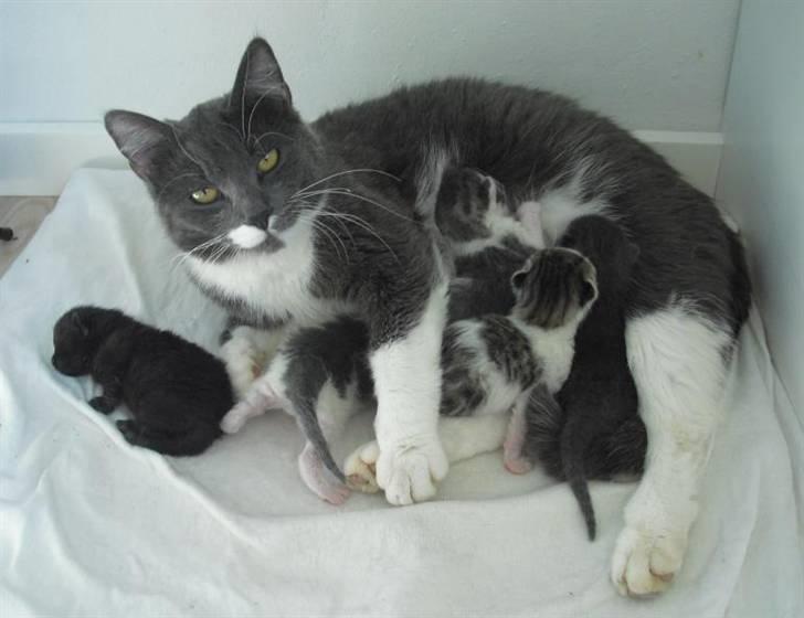 Huskat Fie - Jeg passer godt på mine killinger! :)  billede 19