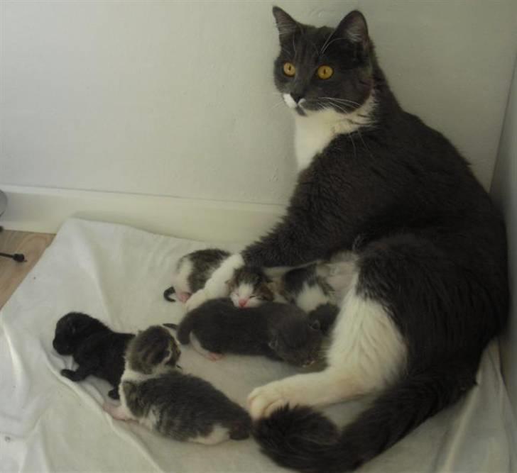 Huskat Fie - Se mig lige. Jeg er meget stolt af mine killinger!  billede 20