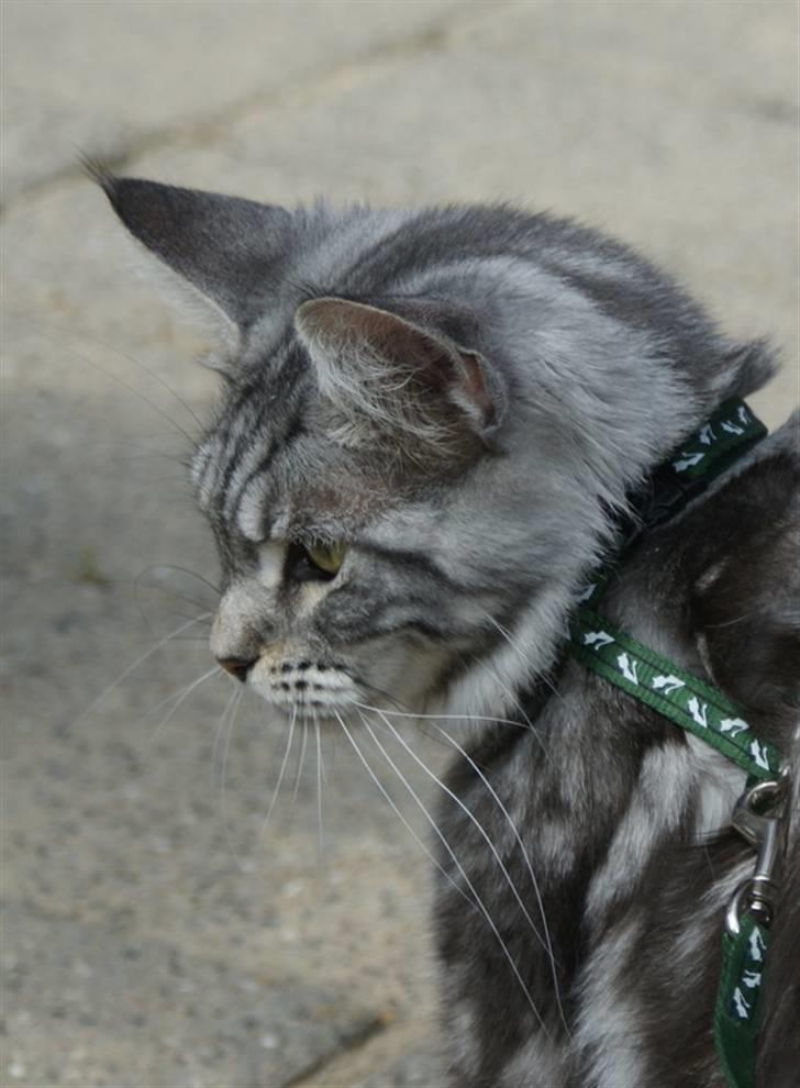 Maine Coon Noelle billede 3