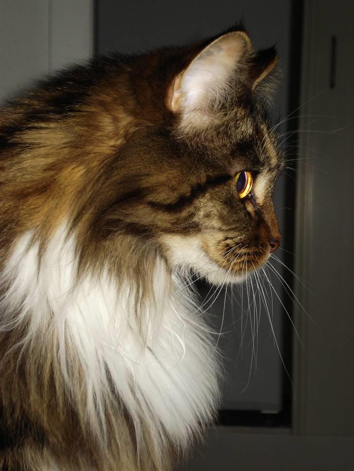 Maine Coon T.D  billede 17