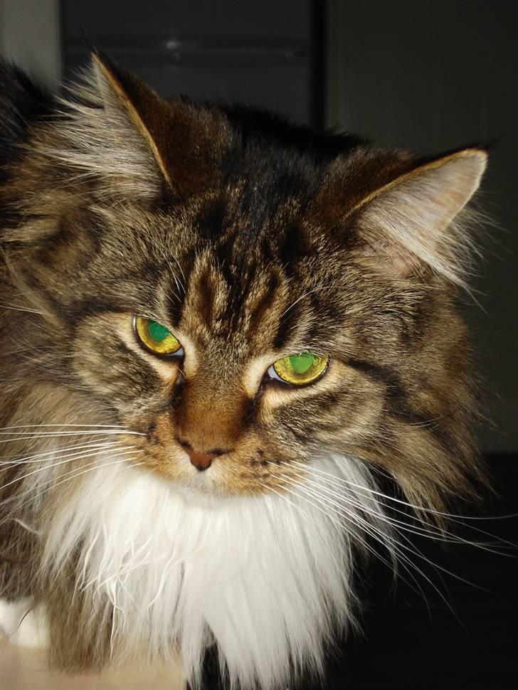 Maine Coon T.D  billede 18