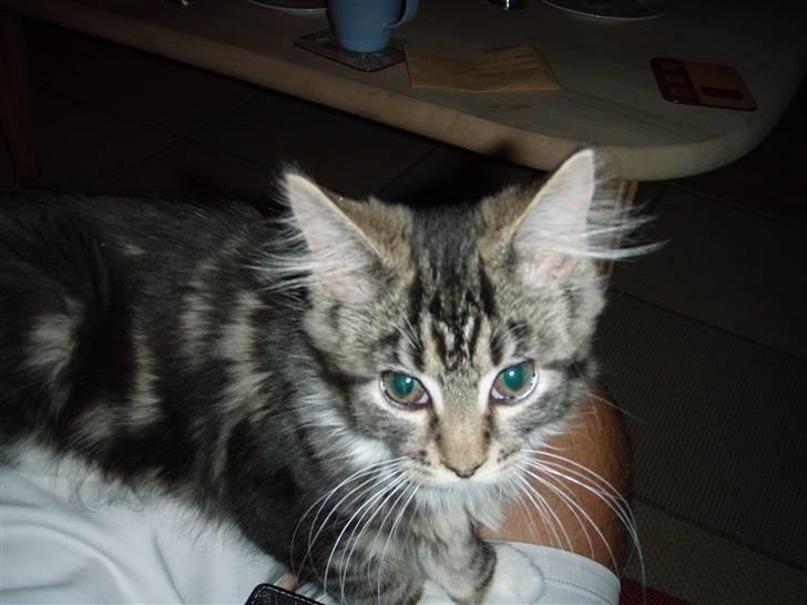 Maine Coon T.D  billede 19