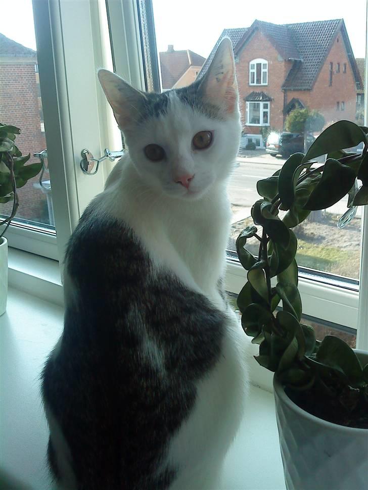 Huskat Ida - Ida  billede 1