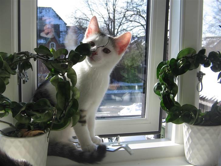 Huskat Ida - Ihh de dufter godt de blomster billede 2