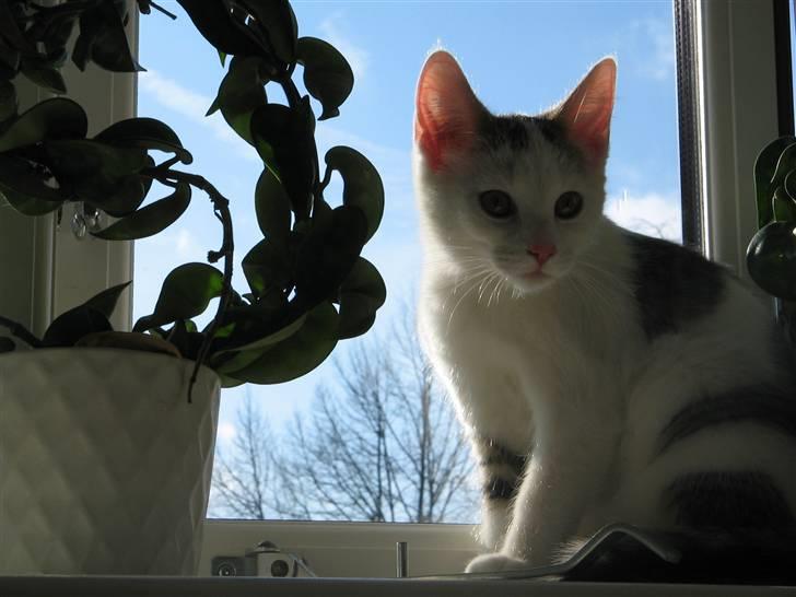 Huskat Ida - Ida holder øje om der noget sjovt billede 3