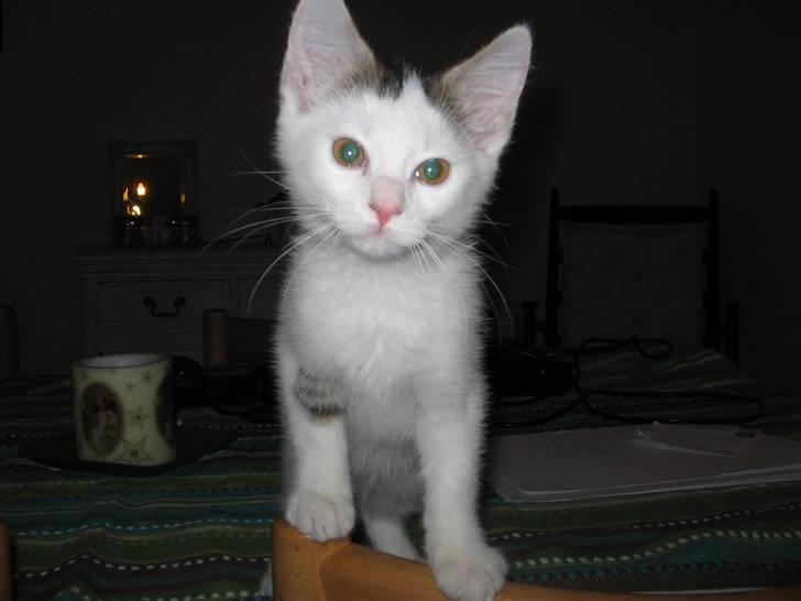 Huskat Ida - Hovsa forbudt at være på bordet billede 4