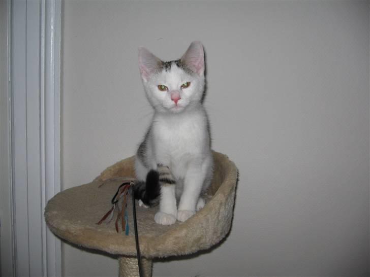 Huskat Ida - Har fanget en stor fugl billede 5