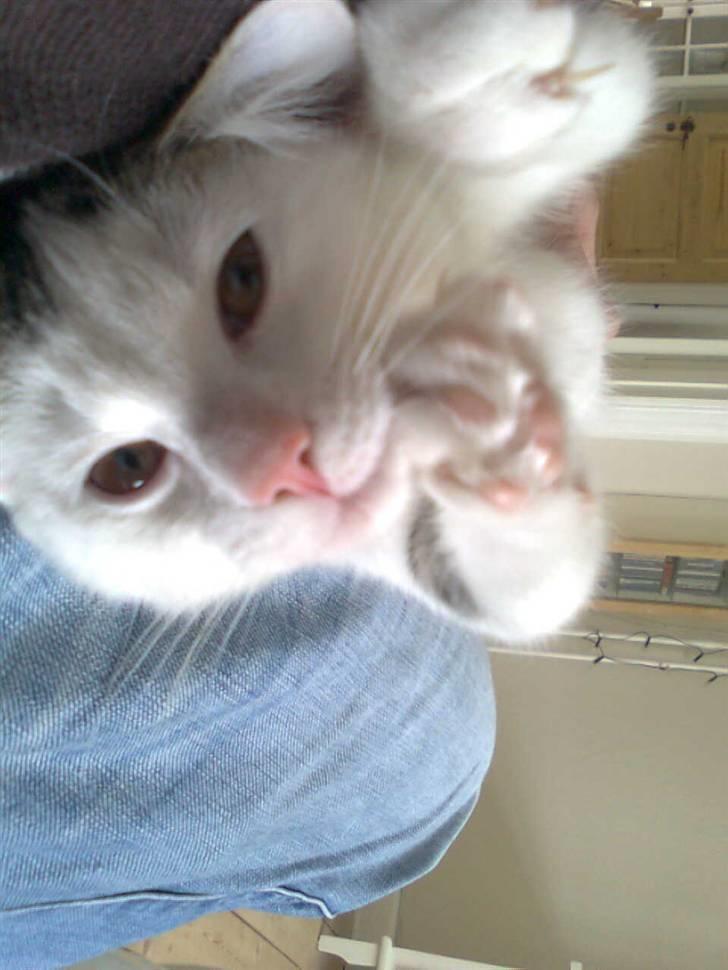 Huskat Ida - Hygge nussetid billede 6