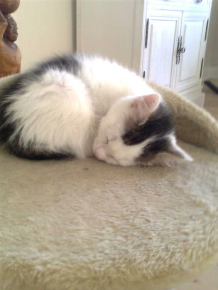 Huskat Ida - Man bliver så træt billede 7