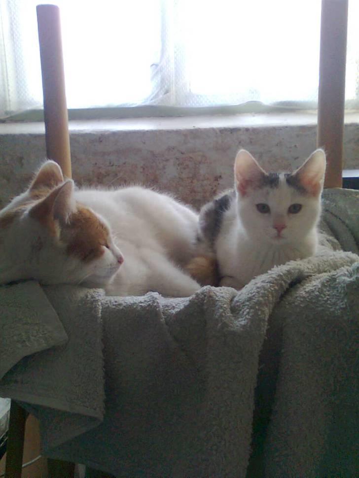 Huskat Ida - Har lusket sig op til Bella billede 8