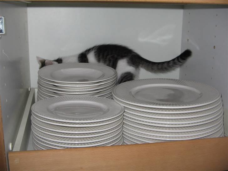 Huskat Ida - Det er her guftallerkerne er billede 9