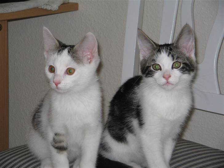 Huskat Ida - Ida og Sofus billede 10