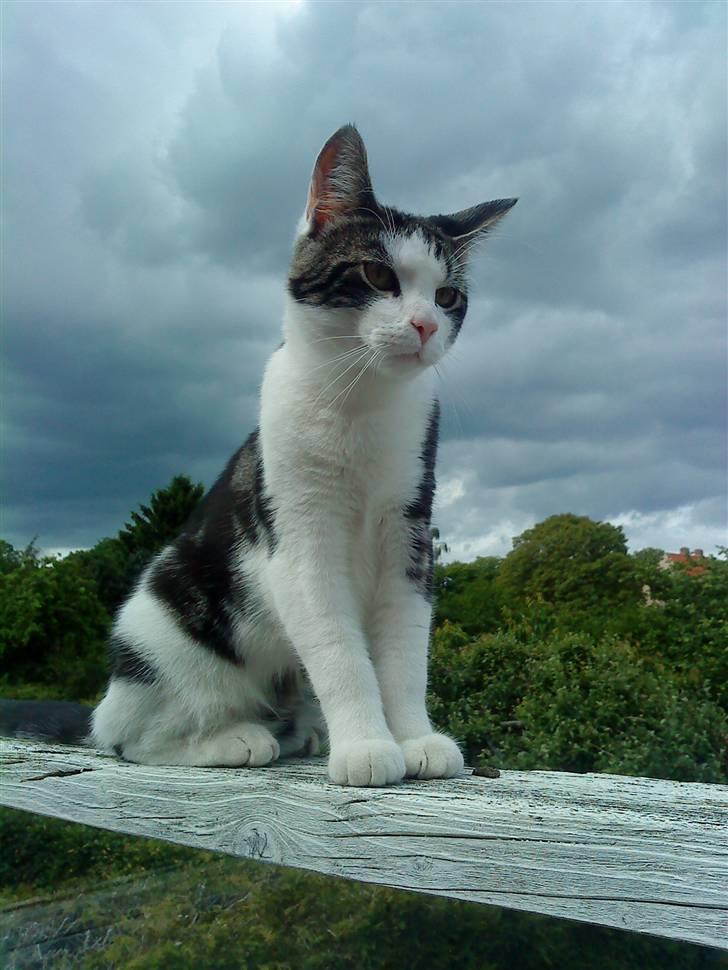 Huskat Sofus - Sofus billede 1