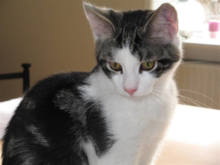 Huskat Sofus - ihh det kamera billede 2