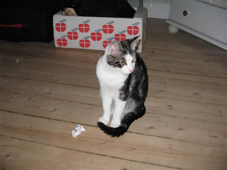 Huskat Sofus - hmm hvad kan jeg finde på billede 3