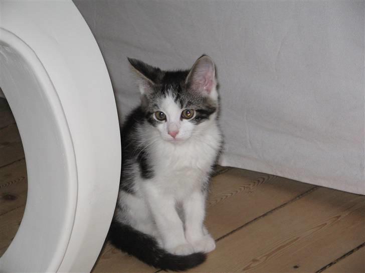 Huskat Sofus - sidder så fint billede 4