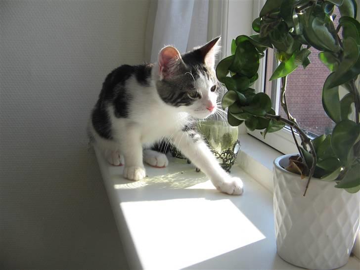 Huskat Sofus - det er for sjovt at grave i blomster billede 5