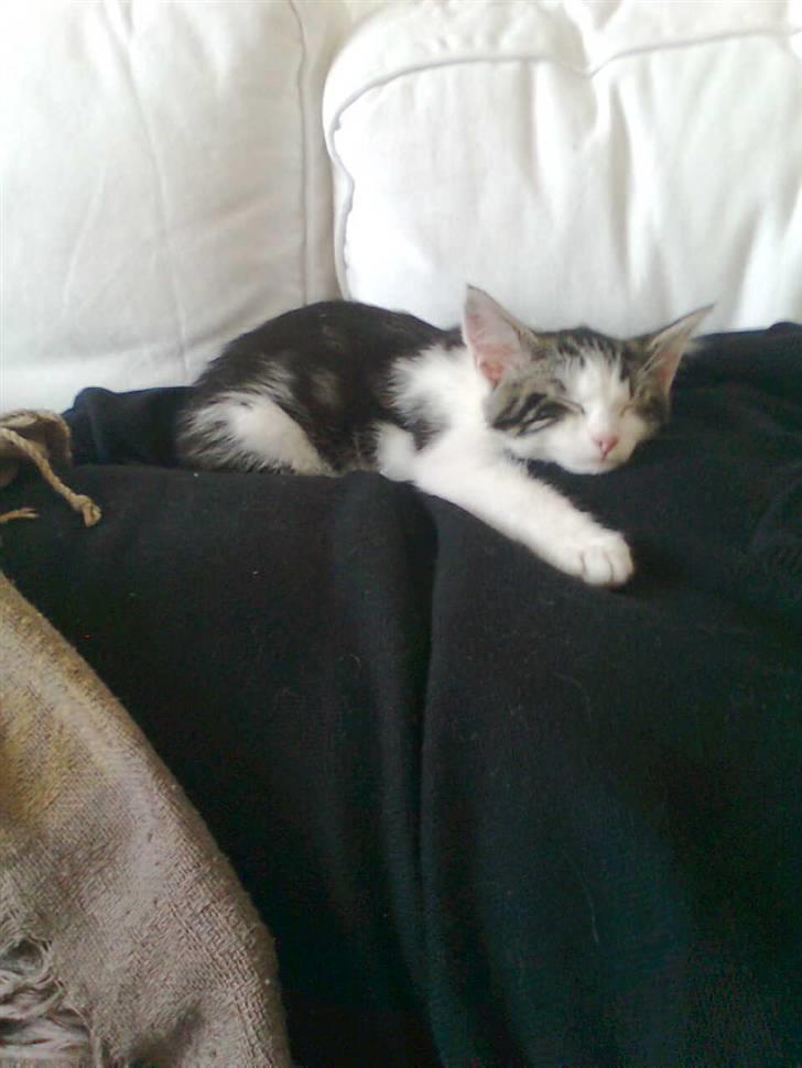 Huskat Sofus - kan livet blive bedre billede 6