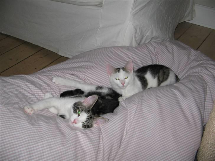 Huskat Sofus - en lille aftenlur med Ida billede 7