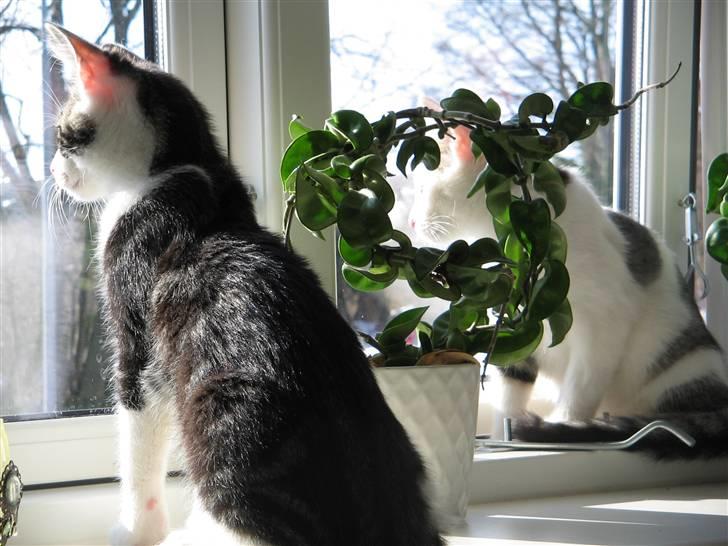 Huskat Sofus - se lige den store verden....mon ikke den er sjov billede 9