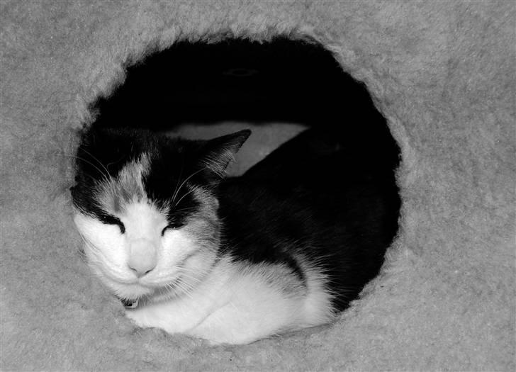 Blanding af racer Ida billede 7