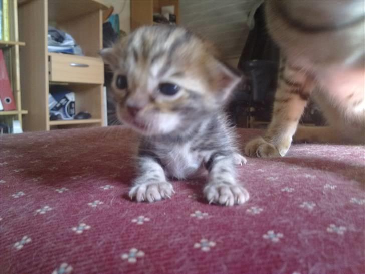 Bengal DK Trollspotting Vela - hej jeg er nu døbt Asuri og er 2,5 uger gammel og vejer 234g billede 11