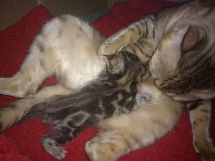 Bengal DK Trollspotting Vela billede 12