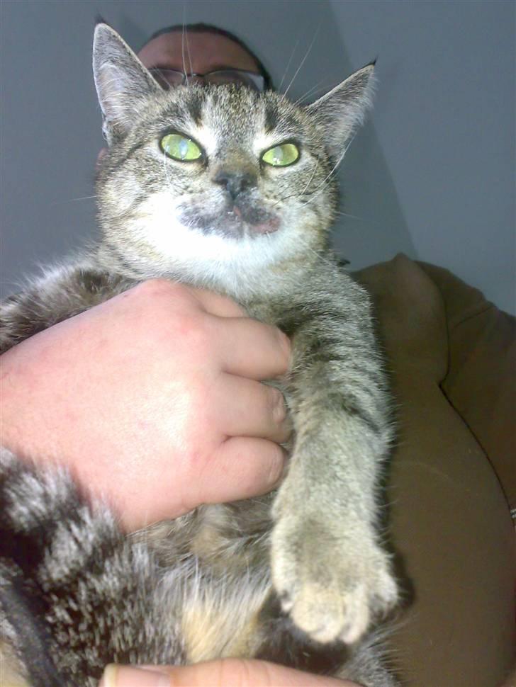 Huskat Cleopratra mille marie  - Far og jeg ser musse lands kamp i tv.. kom såååååå mussse 1 skyd, far holder mig, så jeg ikke styrter ned billede 8