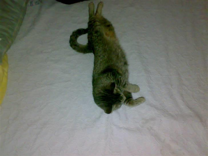 Huskat Cleopratra mille marie  - ligger i min master king bed... intet er for godt til Dronningen billede 11