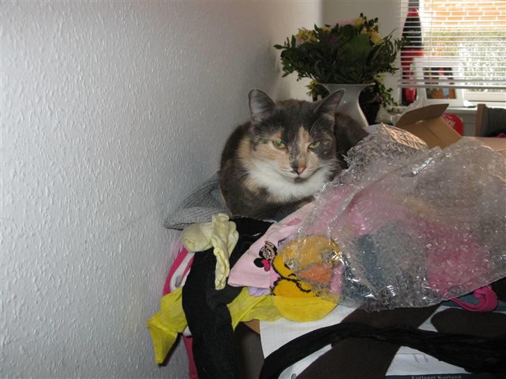 Huskat Thetis billede 16