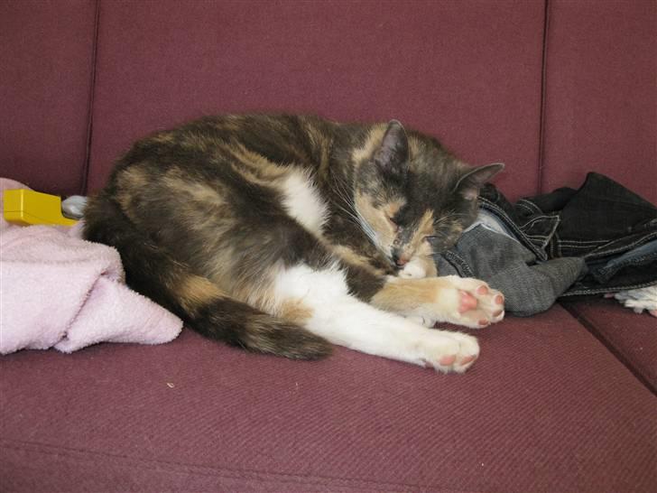 Huskat Thetis billede 17