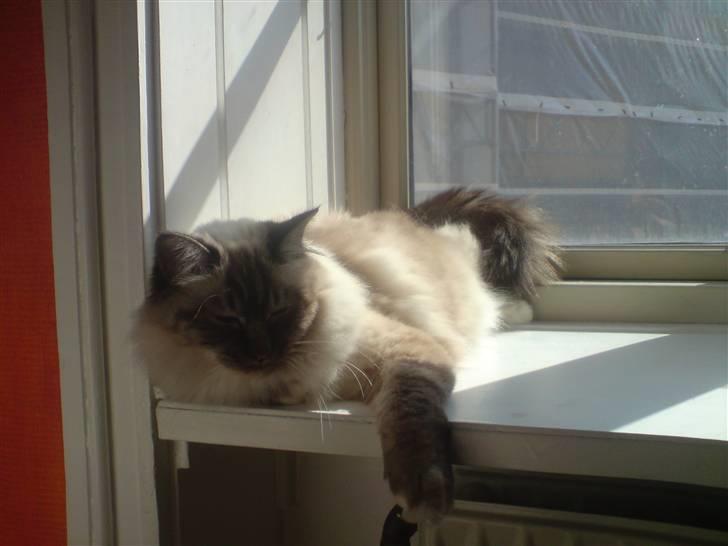 Hellig Birma Aslan billede 19