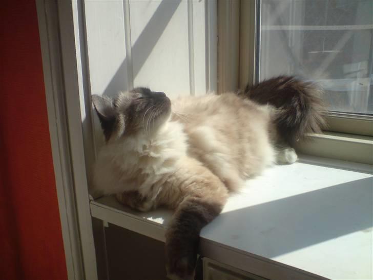 Hellig Birma Aslan - Aslan nyder det første solskin :)  ´10 billede 20