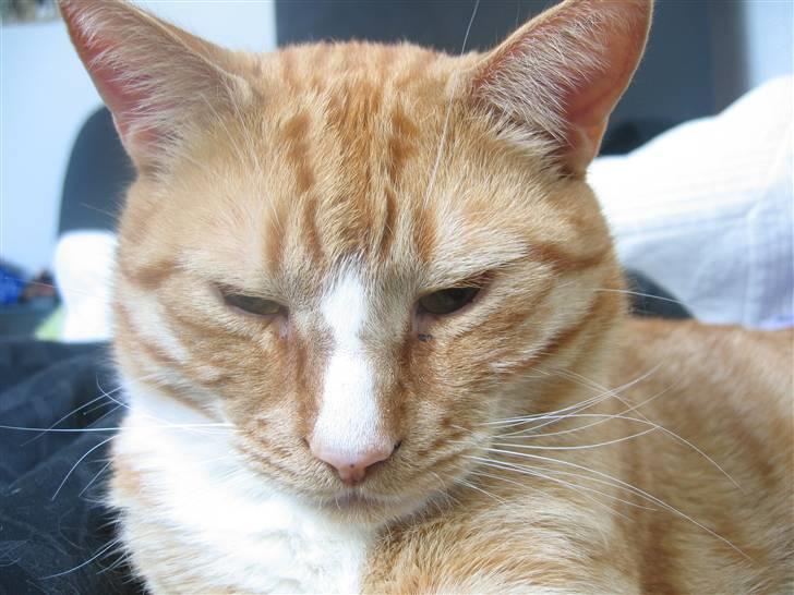 Huskat Garfild †R.I.P† sov sødt billede 13