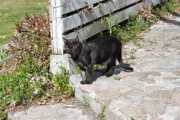 Blanding af racer Perle `Puma´<3 billede 10