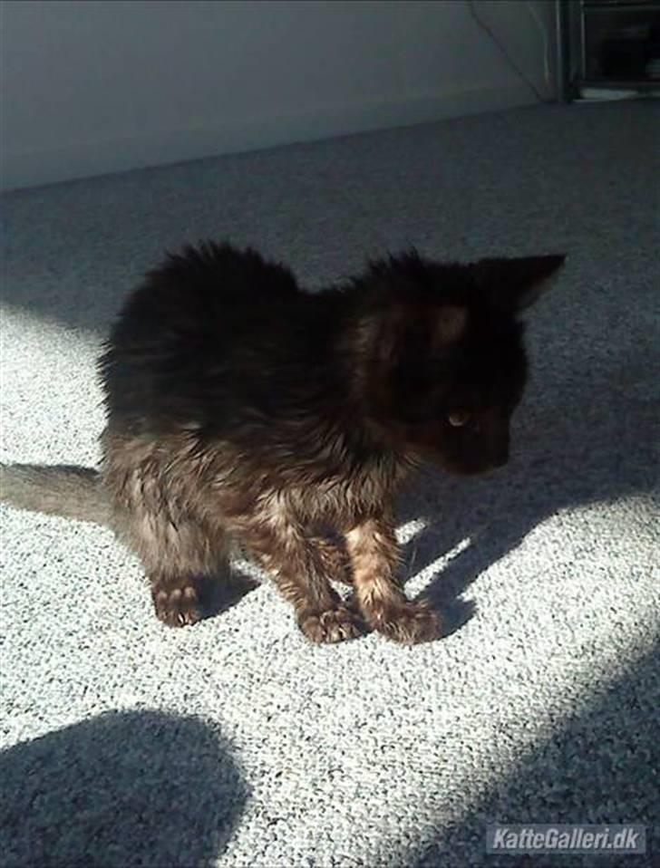 Blanding af racer Perle `Puma´<3 - 3 dag hjemme hås os ( efter et bad)  billede 11