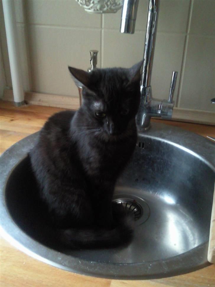 Blanding af racer Tia - "jamen hvis jeg nu sidder mig pænt og ser sød ud må jeg så ik godt være i håndvasken??" billede 1